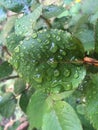 Rose leaves in the rain drops Royalty Free Stock Photo