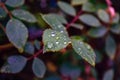 Rose leaves after rain with drops of moisture Royalty Free Stock Photo