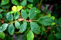 Rose leaves after rain with drops of moisture Royalty Free Stock Photo