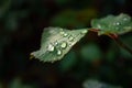 Rose leaves after rain with drops of moisture Royalty Free Stock Photo