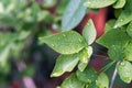 Rose leaves with water droplets Royalty Free Stock Photo