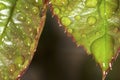 Rose leaves with water droplets. Royalty Free Stock Photo