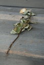 Rose left in one of the wooden barracks - Auschwitz Birkenau Royalty Free Stock Photo