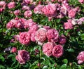 Rose leonardo da vinci a lot of shrubs large double flowers roses