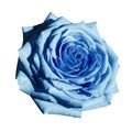 Rose light blue flower on white isolated background with clipping path. Closeup no shadows. Royalty Free Stock Photo