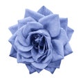 Rose light blue flower on white isolated background with clipping path. no shadows. Closeup. For design. Royalty Free Stock Photo