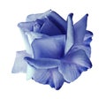 Rose light blue flower on white isolated background with clipping path. no shadows. Closeup. Royalty Free Stock Photo