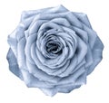 Rose light blue flower on white isolated background with clipping path. no shadows. Closeup. Royalty Free Stock Photo