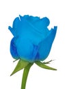 Rose light blue isolated
