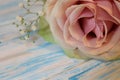 Rose, light pink with Gypsophila, close-up, on a worn blue and white wooden background, with space for writing.