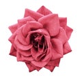 Rose light red flower on white isolated background with clipping path. no shadows. Closeup. For design. Royalty Free Stock Photo