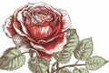 rose linedrawing in color drawing white backgroun from generative ai Royalty Free Stock Photo