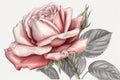 rose linedrawing in color drawing white backgroun from generative ai Royalty Free Stock Photo