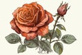 rose linedrawing in color drawing white backgroun from generative ai Royalty Free Stock Photo