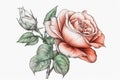 rose linedrawing in color drawing white backgroun from generative ai Royalty Free Stock Photo