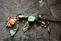 rose of lost love trampled on road