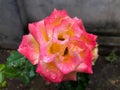 Rose of Love and Peace Rosa flower with raindrops Royalty Free Stock Photo