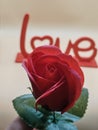 Rose with Love Sign Background Royalty Free Stock Photo
