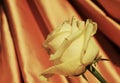 Rose. Luxury and romantic image in vintage hues Royalty Free Stock Photo