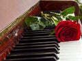 Rose is lying on keys of piano