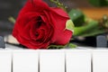 Rose lying on piano, romance Royalty Free Stock Photo