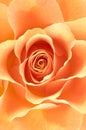 Rose macro/ background