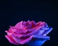 rose macro flower pink petals water droplets Royalty Free Stock Photo