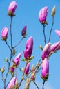 Rose magnolia flower bud Royalty Free Stock Photo