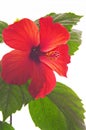 Rose mallow close-up Royalty Free Stock Photo