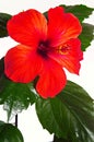 Rose mallow close-up Royalty Free Stock Photo