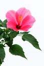 Rose mallow close-up Royalty Free Stock Photo