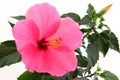 Rose mallow close-up