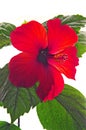 Rose mallow close-up Royalty Free Stock Photo