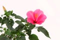 Rose mallow close-up Royalty Free Stock Photo