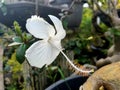 The exotic view of white rose mallow Hibiscus Flower.