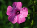 Rose Mallow or Regal Mallow. Malvaceae Family.