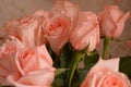 Rose Many Gentle Pink Buds Petals Bouquet Background Royalty Free Stock Photo