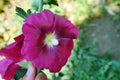 Rose marshmallow flower, hibiscus flower light pink rose marshmallow