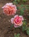 Rose Mary Mulligan. Selected sorts of exquisite roses for parks, gardens