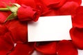 Rose and message on a petals