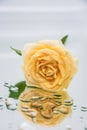 Rose on the mirror. Rose with water drops.