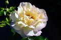 Rose - Mme A Meilland Royalty Free Stock Photo