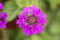 Rose mock vervain Verbena canadensis, showy pink-purple flowers