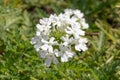 Rose mock vervain Verbena canadensis with Snowflurry, showy white flowers Royalty Free Stock Photo