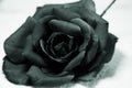 Rose in monochrome.