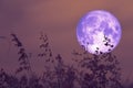 rose moon on night sky back over silhouette grass Royalty Free Stock Photo