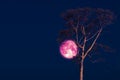 rose moon on night sky back over silhouette tree Royalty Free Stock Photo