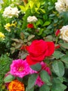 ROSE, morning fresh Flowers. good Morning flowers.. feel Happy... Multiple flower Garden...