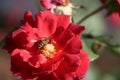 A blossoming rose with a bee Royalty Free Stock Photo