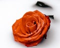 A rose that`s right for you Royalty Free Stock Photo